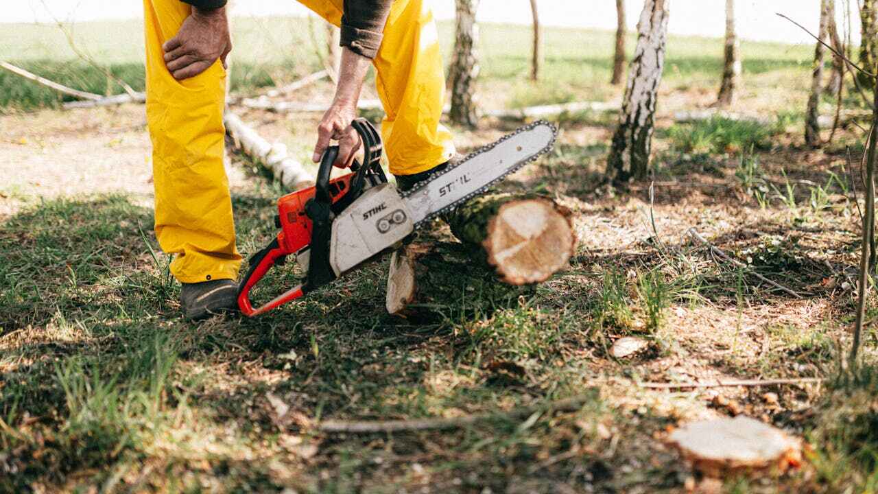 Best Dead Tree Removal  in Chillicothe, MO